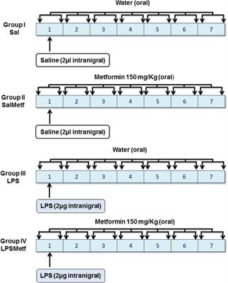 Divergent Effects of Metformin on an Inflammatory Model of Parkinson’s Disease